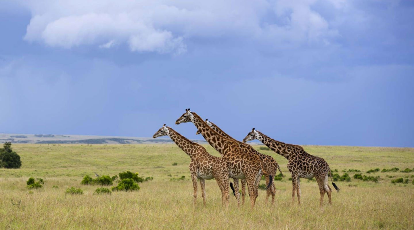 3 days safari in Tanzania