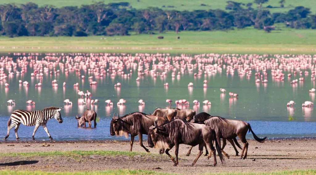 8 days Tanzania safari