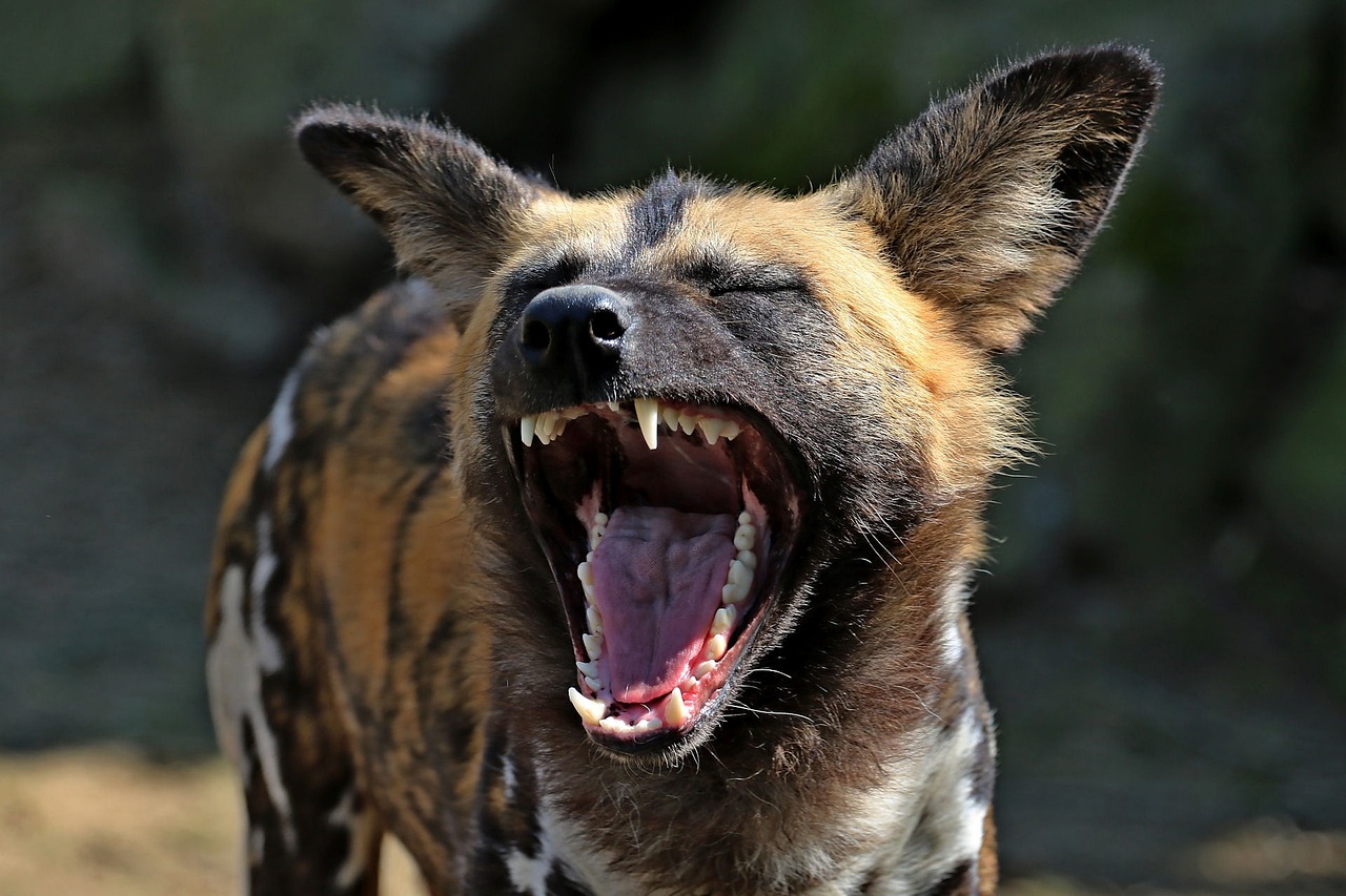 Tracking Africa’s Wild Dogs